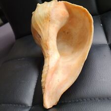 Natural Atlantic Knobbed Whelk Conch Seashell  8