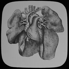 Magic Lantern Slide HUMAN PHYSIOLOGY NO22 HEART LUNGS C1888 MEDICAL ILLUSTRATION picture