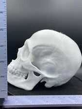 Anatomically Correct Human Skull 3d Printed picture