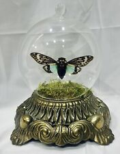 Preserved Cicada In Glass Dome With Moss On An Ornate Antique Brass Lamp Base. picture