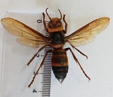 Wholesale 50 PCS    Hymenoptera, Vespidae sp . A1 (open wings) picture