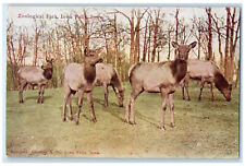 c1910 Animal Scene at Zoological Park Iowa Falls Iowa IA Antique Postcard picture