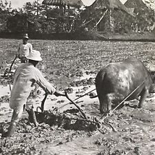 Antique 1918 Rice Farming Manila Philippines Stereoview Photo Card P1568 picture