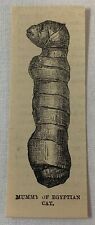 1885 small magazine engraving ~ MUMMY OF EGYPTIAN CAT picture