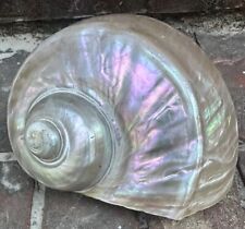 Mother Of Pearl Large Sea Shell Opalescent Vintage Grandmothers Estate Read picture