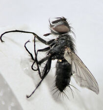 Tachinid Parasite Fly: Paradidyma affinis (Tachinidae) USA  Diptera picture