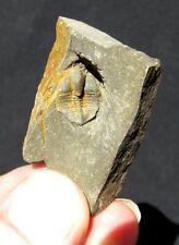 EXTINCTIONS- VERY COOL CRYPTOLITHUS TRILOBITE WITH ONE LONG GENAL SPINE- SWATARA picture