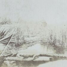 South Florida Alligator Swamp Everglades Wetland Antique Photo Stereoview I203 picture