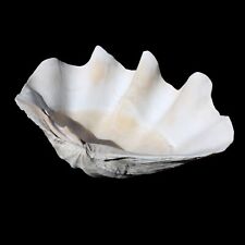 NATURAL GIANT CLAM SEA SHELL 16 3/4 IN LONG 11 1/2 LBS BIVALVE MOLLUSK SEASHELL picture