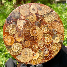 118G Rare Natural Tentacle Ammonite FossilSpecimen Shell Healing Madagascar picture