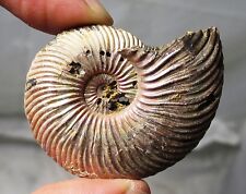 Fossil ammonite - Quenstedtoceras - Jurassic, Saratov, Volga River, Russia picture