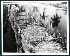 KENAF PLANT NEW COMMERCIAL CROP FOR WESTERN HEMISPHERE1950s VINTAGE Photo Y 195 picture
