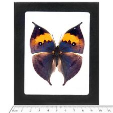 Kallima inachis REAL FRAMED BUTTERFLY LEAF MIMIC BLUE GREEN CHINA picture