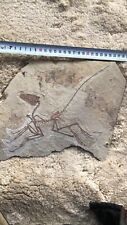Model……Rare Chinese Best Triassic  Anchiornis huxleyi      Dinosaur fossil picture