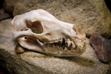 Tasmanian Tiger (thylacine) Skull-Replica - Resin Printed High Quality Piece. picture