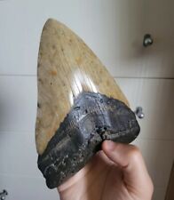 7 1/16 Inches Monster Megalodon Shark Tooth Record Size Museum Fossil Teeth picture