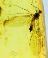 Burmese fossil burmite Cretaceous amber scorpion fly insect fossil amber Myanmar picture