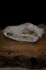 Tasmanian Tiger (thylacine) Skull -high quality replica-FREE world wide shipping picture