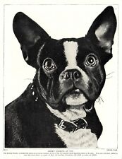 1930s Antique Boston Terrier Dog Print Heres Looking At You Dog Print 4265j picture