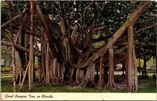 Giant Banyon Tree Florida Fl Tropical Pm Wob Note Postcard picture