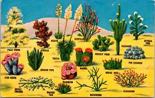 Postcard The bounding South Western Dessert Cacti & Flora Arizona [ca] picture