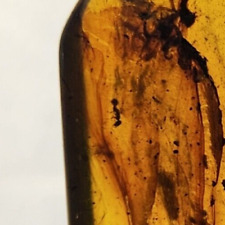 Hymenoptera (Wasp) and Coleoptera (Beetle) Inclusion In Burmese Amber - Myanmar picture