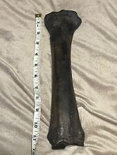 Ice Age Horse Equus Radius Leg Bone Fossil Florida Genuine Pleistocene picture
