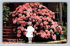 CA-California, Hydrangeas and Child at Residence, Antique Vintage c1910 Postcard picture