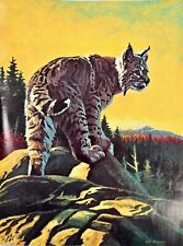 1970's Vintage Art Wild Bob Cat Ed Kenney Original Conservationist Magazine picture