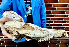 /BEYOND RARE FOSSIL MAMMAL Miocene Pig-like Chleuastochoerus skull Gansu, China picture