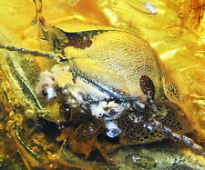 Super Detailed Coleoptera (Beetle), Fossil Inclusion in Dominican Amber picture