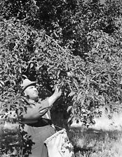 1939 Harvesting Apples, Fremont County, Colorado Old Photo 8.5