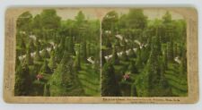 Hunnewell's Grounds Wellesley Massachusetts Vintage 1894 Stereoview Photo Card picture