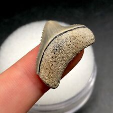 Gorgeous Tiny Venice FL Posterior Megalodon Shark Tooth Fossil Sharks Ocean Gem picture