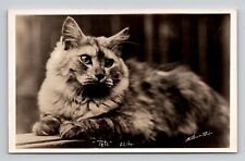 Postcard RPPC c1924-1945 Pete 22lbs. Kitty Cat Animal picture