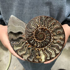 TOP 1LB+ Natural ammonite fossil conch crystal specimen healing care  picture
