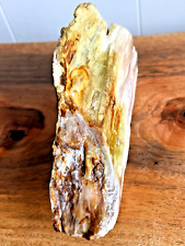 absolute beauty petrified wood cleaned natural many colors rare display opalized picture