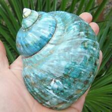 1pc Natural Green Turban Shell Conch Coral Sea Snail Fish Tank Home Decoration picture
