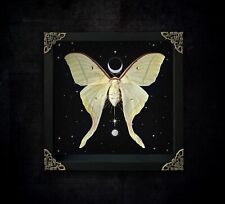 Real Luna Moth in Black Shadow Box Taxidermy Insect Butterfly Gift for Her picture