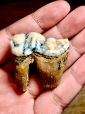 BEYOND RARE ICE AGE FOSSIL Late Pleistocene Siberian Cave Hyena tooth picture