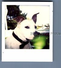 FOUND COLOR POLAROID P+6559 CLOSEUP OF DOG,LIGHT ANOMALY picture