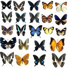 10pcs（Butterfly species with no duplicates）​natural Real Butterflies Specimen picture