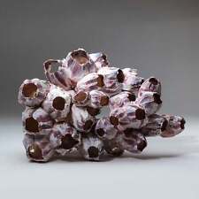 Natural Purple Acorn Barnacle Cluster (1.7 lbs) picture