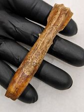 Tomachee Artifacts 👣 ESKIMO INUITS RARE ENGRAVED NEEDLE CASING BERING🔥 picture