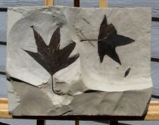 EXTINCTIONS- KILLER DOUBLE SYCAMORE LEAF PLATE, GREEN RIVER - GREAT DISPLAY picture