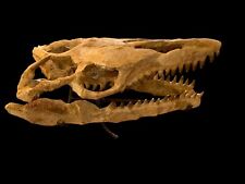 Jurassic skull mosasaur 39 CM prehistoric marine reptiles picture