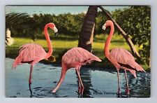 FL-Florida, Flamingos, Antique, Vintage Souvenir Postcard picture