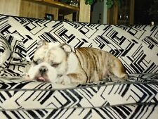 AwD) Found Photo Photograph Cute Adorable English Bulldog On Couch 1980's picture