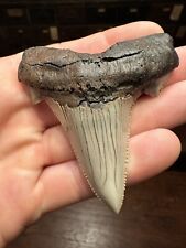 BIG 3.1” AURICULATUS shark tooth Teeth Fossil Sharks SOUTH CAROLINA  RARE SHARP picture