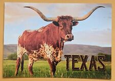 Postcard TX: Texas Longhorn. Texas  picture